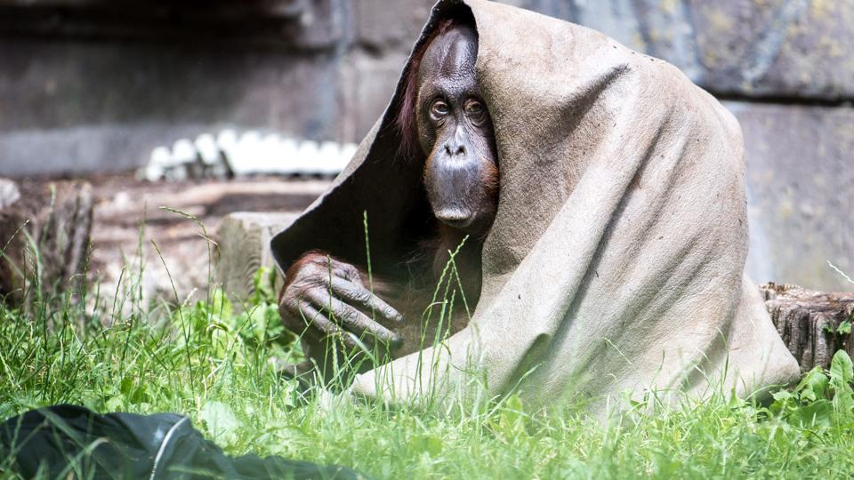 Aalborg Zoo
Foto: Andreas Falck <i>Foto: Andreas Falck</i>