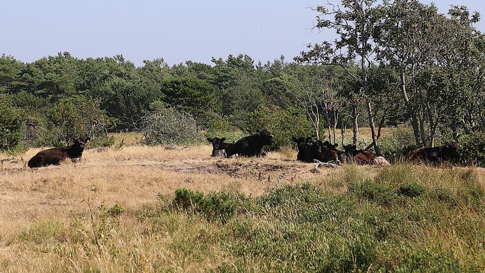 Galloway kvæget søger skygge under træerne ved siden af et næsten udtørret vandhul.