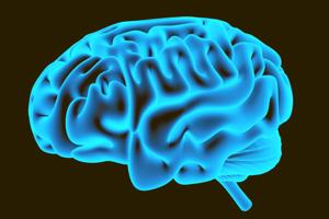 Modstridende forskning: Danner voksne nye hjerneceller?