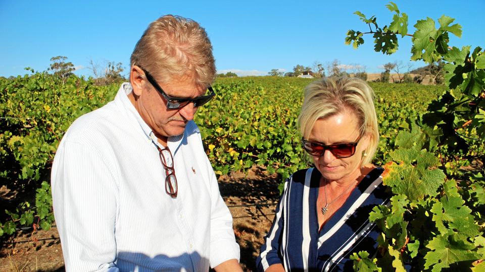 Karsten og Bitten Pedersen inspicerer druerne på deres tre hektar store vinmarker.