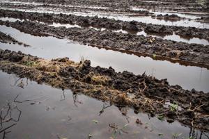 Kartofler for 10 millioner kroner druknet i regn