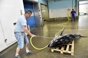 Hjælp forskerne med at løse tunfiskens gåde