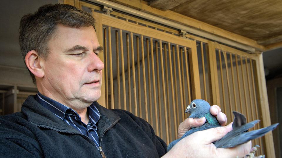 Frank Nielsen har dystet med brevduer i 50 år og bruger stort set al sin tid på den bevingede hobby.