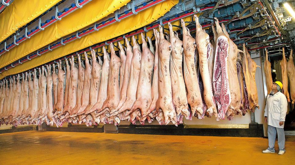 Tican etablerer en afdeling i Japan, hvor danske svin skal indgå i produktionen af skiveskårne kødprodukter til japansk detailhandel og cateringindustri. Arkivfoto: Mogens Laier