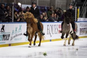 Se billederne: Islandske heste på glatis
