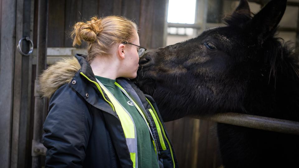 Betina Jacobsen, der er elev på Morsø Landbrugsskole, kunne ikke lade være med at give muldyret Alma et kys, da hun kom forbi på vejen rundt med en gruppe ved åbent hus-arrangementet. Foto: Bo Lehm