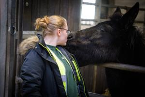 Et kys til muldyret: Betina går efter en fremtid i landbruget