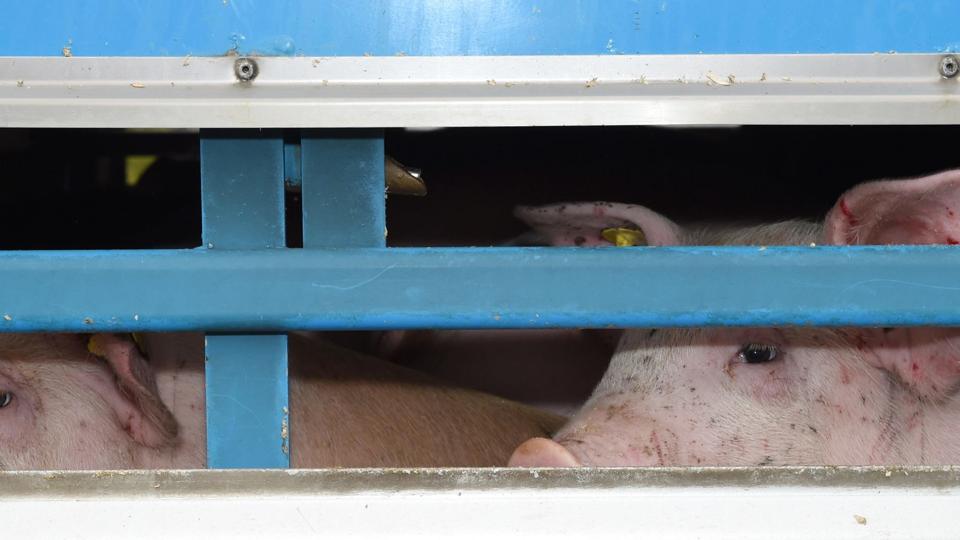 En grisetransport, afvist på slagteriet i Rønne, ventede onsdag morgen på at blive sejlet til Sjælland. I fremtiden kan det blive 450.000 om året, der skal med færgen fra Rønne til Køge. 

 Foto: Morten Brandborg/Scanpix <i>Scanpix Denmark</i>
