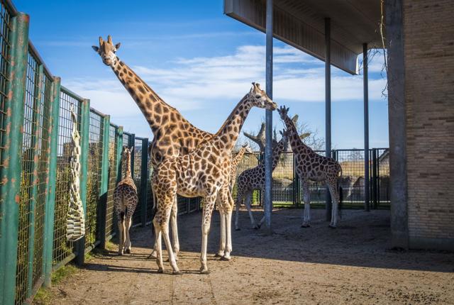 Mange dyr har fået familieforøgelser i corona-pausen - blandt andre girafferne. Arkivfoto: Lasse Sand
