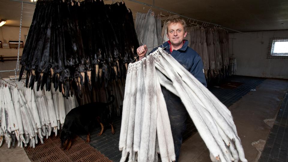 Minkavlere frygter, at corona-restriktioner vil spolere dette års pelsning af mink, der skal finde sted i begyndelsen af november. Arkivfoto: Bo Lehm