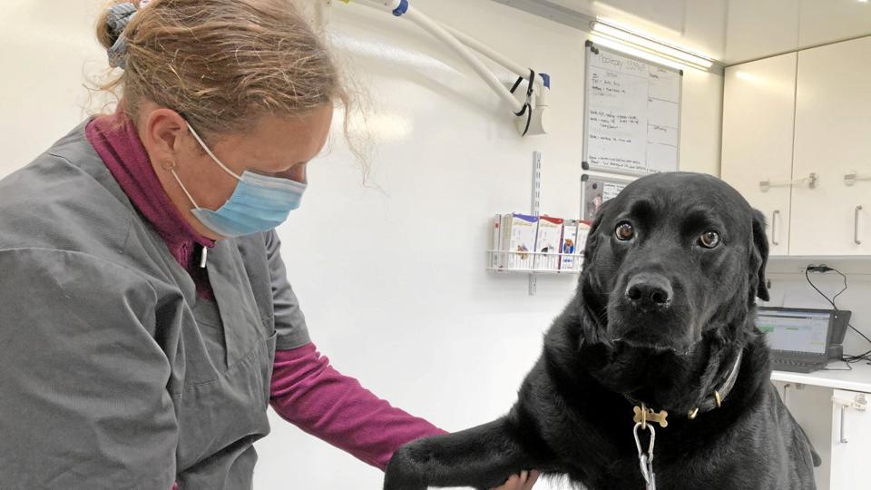 Baily fik tjekket sin højre skulder af dyrlæge Christine Fossing, da Dyreværnets mobile dyreklinik kiggede forbi Thisted tirsdag middag. Baily er syv år og en stor dame, og det slider på bevægapparatet.