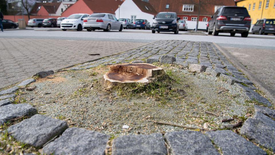 Kun træstubbe står tilbage på p-pladsen med i den ældste del af Hjørring. Foto: Bente Poder