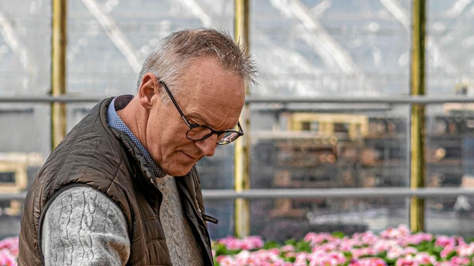 Danske gartnere er dybt bekymret over at et års arbejde er ved at smuldre, fordi gartnerierne, ikke kan komme af med den produktion, der er basis for 80 procent af gartneriernes indtjening. Foto: Jens Ole Jensen <i>Jens Ole jensen</i>