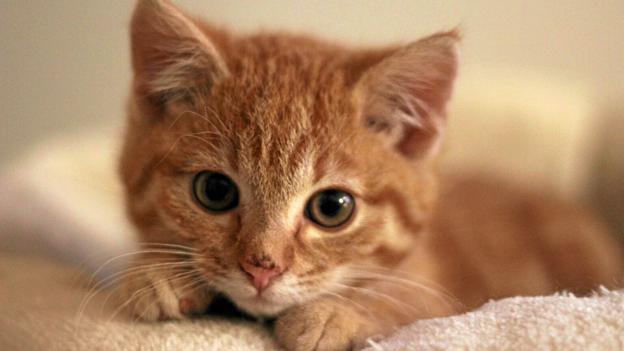 Gulddreng hedder den lille fyr, som har ophold på katteinternatet i Handest. Privatfoto
