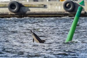 Spottet i Aalborg havn: Er det en delfin?