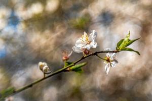 Forår i billeder: Fryd og fornyelse