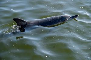 Se billederne: Legesyg delfin hyggede sig med badegæster
