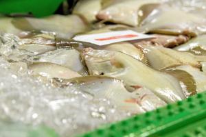 Er info om frisk fisk 900.000 kr. værd? Politikere overvejer penge til kampagne