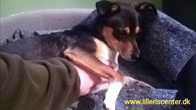 Foto: Lilleriscenter