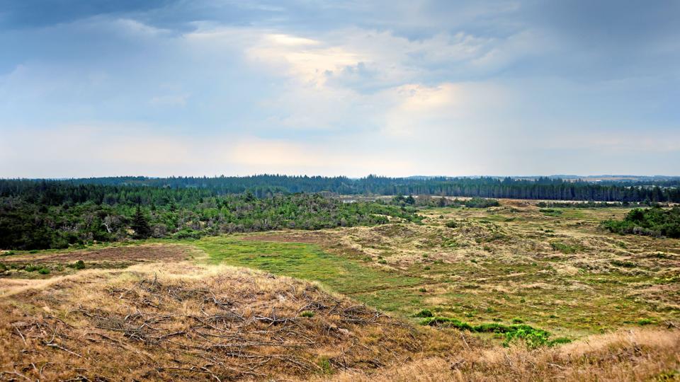 I området ved Possø i Hvidbjerg Plantage er der ryddet træer og kastet grøfter til for at genskabe områdets oprindelige natur. Men er det rigtigt at fjerne nåletræer og dække gamle grøfter, som er kulturspor, lød nogle af spørgsmålene, da ideoplægget til en ny nationalparkplan blev præsenteret.Arkivfoto: Jens Fogh-Andersen