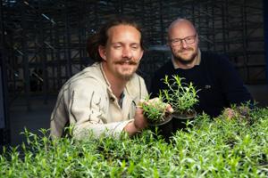 Roberts revolution: Sætter 115.000 planter i gang med at ændre alt
