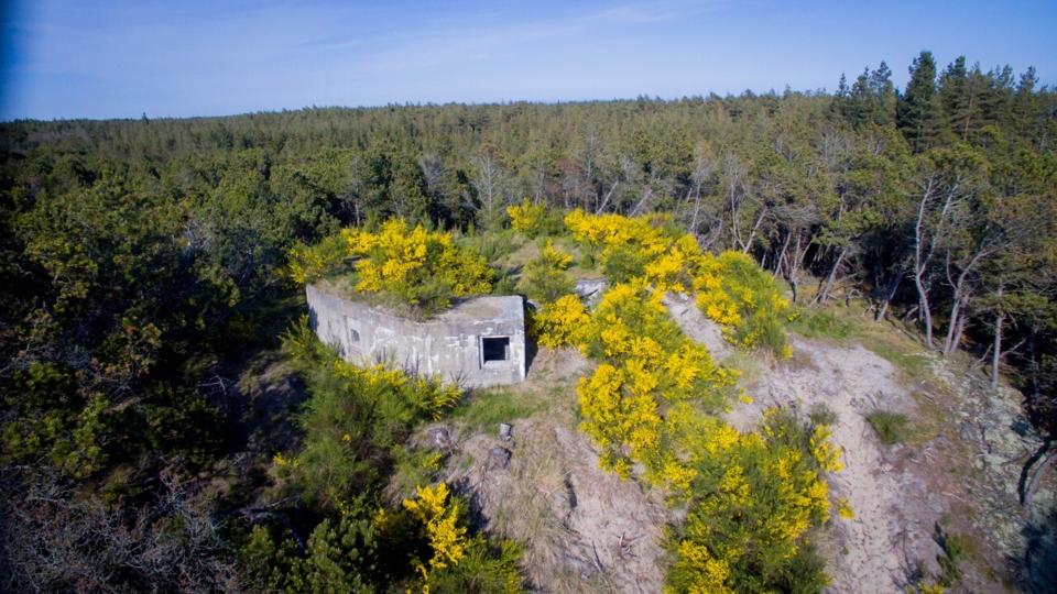 Bunken Klitplantage gemmer på mange ting. Nu kan du komme på en guidet tur i området. Foto: Nordjyllands Kystmuseum