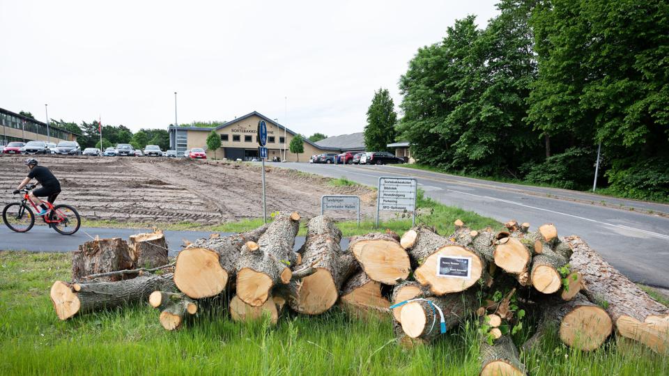 De sidste stammer af de fældede lindetræer afventer at blive kørt væk. Foto: Claus Søndberg