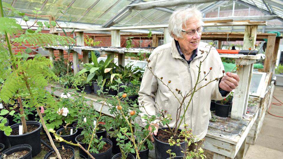 NORDJYSKE har fået lov at komme ind på den anden side af døren i orangeriet, hvor der står "Adgang forbudt". Her forsker den 82-årige Poul Erik Brander stadig på livet løs i planter. Denne hybenrose har dog desværre smidt bladene på grund af det kolde vejr, forklarer han. Foto: Claus Søndberg <i>Claus Søndberg</i>