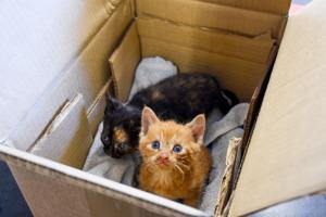 Fundet efterladte i papkasser: Markant stigning i dyreværnssager med katte