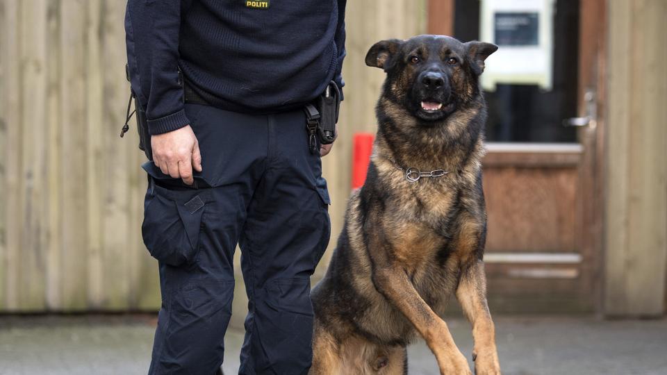 Det var en hundepatrulje fra Nordjyllands Politi, som natten til onsdag fandt en forsvundet ældre mand efter tre timers eftersøgning. Arkivfoto <i>Foto: Henrik Bo</i>