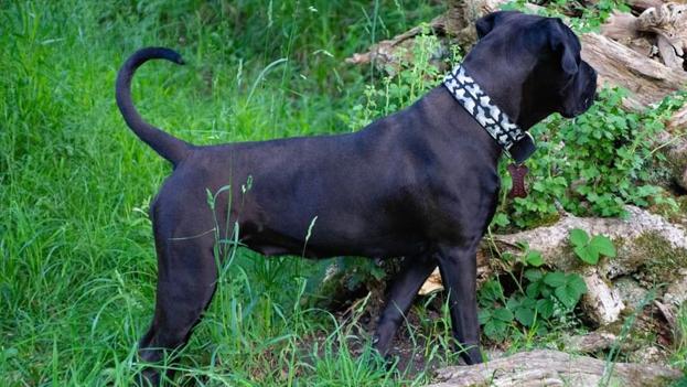 Mastiff-tæven Pantera er en del af samme kuld på 13 hvalpe, som også talte den dræbte Eddie Karl-Johan Christensens dræbte hund Rocko. Pantera tilhører Eddies ven Benjamin Bergstedt. Foto: Benjamin Bergstedt