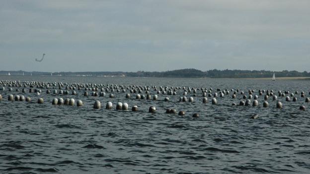 Følgende danske vandområder er blevet undersøgt og af branchen vurderet som egnede til kompenserende opdræt af blåmuslinger: Roskilde Fjord, Gamborg Fjord, Limfjorden, Mariager Fjord, Vejle, Kolding, Åbenrå, Augustenborg og Flensborg Fjorde. Billedet her er af forsøgsanlæg 112 i Skive Fjord, som er en del af Limfjorden, taget i sommeren 2019.