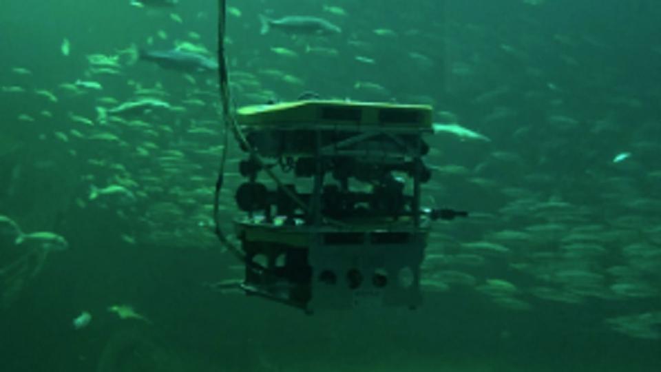 Undervandsrobotten i aktion i oceanariet. Hvad fiskene siger til den højteknologiske gæst, vides ikke. Foto: Nordsøen Oceanarium
