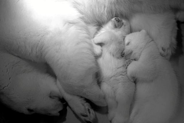 Tiden i fødehulen har ungerne brugt på at spise, vokse sig stærke - og sove. Billedet her er taget for cirka en uge siden. Foto: Aalborg Zoo