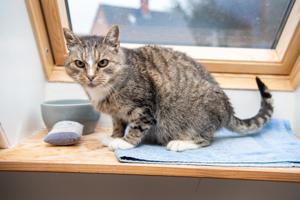 Katten Pjevs stak af i 2008: Nu er den 15-årige hankat pludselig dukket op igen