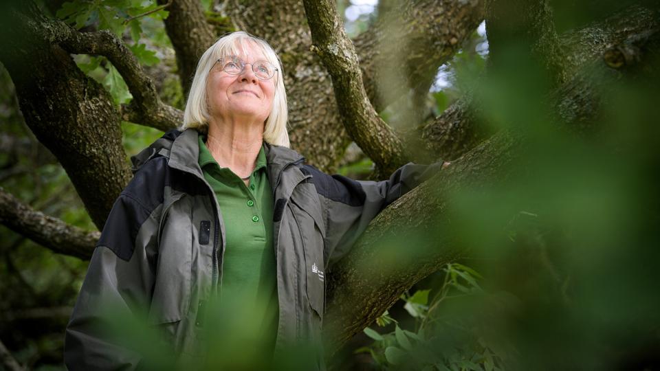 Træerne vokser fortsat og naturen bliver mere naturlig. Gennem 25 år som skovrider i Thy har Ditte Svendsen været med til at præge en stor del af naturen i Thy og været med til at starte en udvikling, hvor resultaterne først for alvor slår igennem mange år ud i fremtiden.