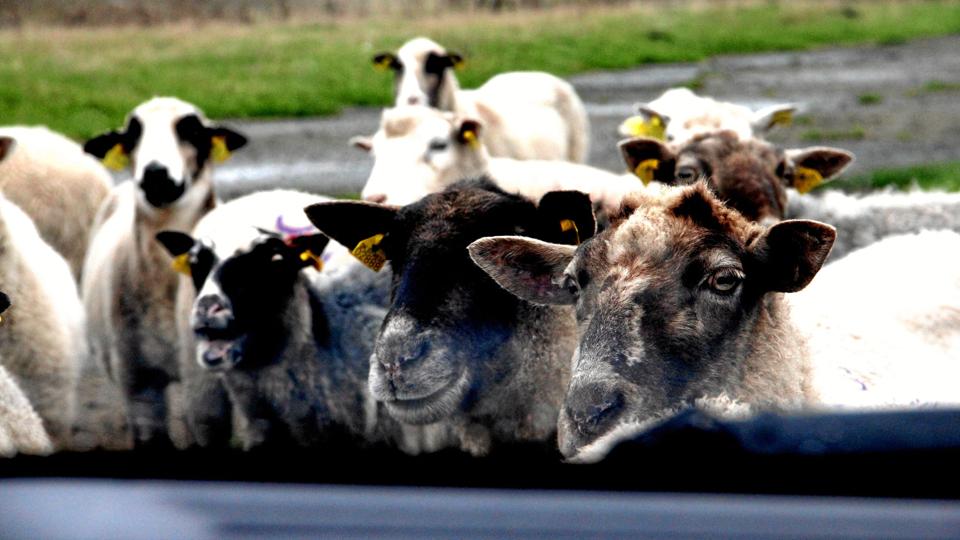 Det, der skulle have været en hyggelig frokost med udsigt til Halkjær Mølle, blev en kamp mod nogle dumme får, der omringede bilen og endda kravlede ind på bagsædet - set ud igennem bilens forrude. Foto: Niels-Jørgen Kruse
