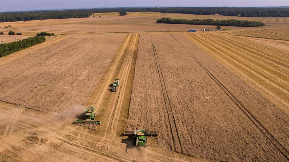 Høsten er i fuld gang i Nordjylland, men mange nåede ikke at blive færdige og få sået efterafgrøder inden tidsfristen 20. august. Nordjylland bør have en senere frist, fior kornet modnes senere heroppe, lyder det. Foto: Hans Ravn