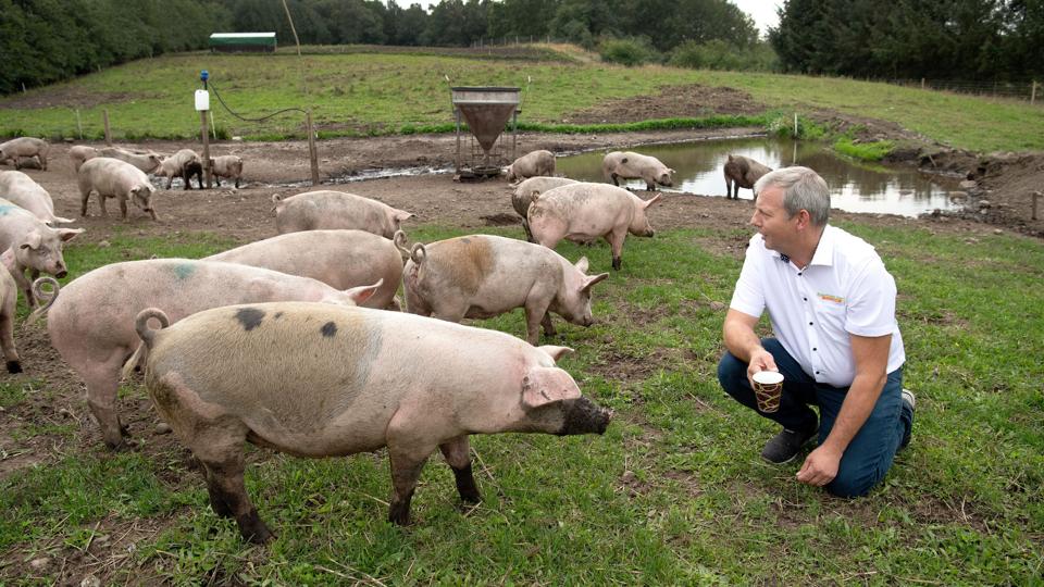 Efter konkursen har Henrik Staun tilbragt megen tid med at hygge om gårdens 130 øko-grise for at få tankerne til at falde til ro. Nu er han klar til at åbne nyt firma. Foto: Bente Poder