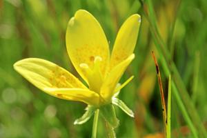 Landmænd og naturfredningsforening strides: En lille gul blomst er ved at forsvinde