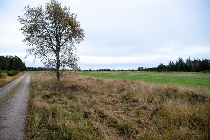 Det er på markerne her ved Kæruldvej ved Hulsig, at der formentlig bliver mulighed for at udstykke nye sommerhusgrunde. Arkivfoto: Kim Dahl Hansen