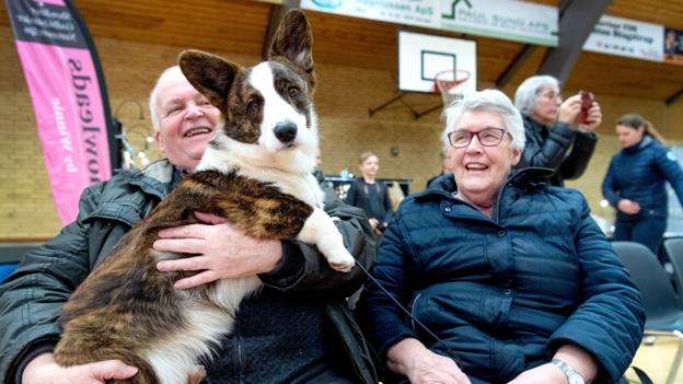 Hvad skal hunden hedder? Ja ham her - der er en ung Welsh Corgi Cardigan - hedder Inspired By Prime Time, fortæller ejerne Erik og Ilse Faarup. Foto: Torben Hansen