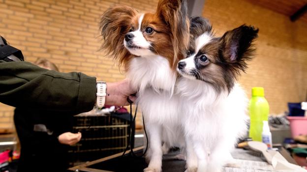 Dodge er et bilmærke. Og en Paillon (tv) den 14 måneder gamle hvalp ved siden af hedder Cahrlie. Det har familiens børn bestemt. Foto:Torben Hansen