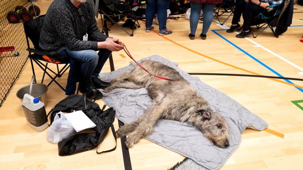 Lovisa, Irsk Ulvehund, har beholdt det sidste led i kennelnavnet. Men dog tillempet til Louise i daglige tale. Foto:Torben Hansen