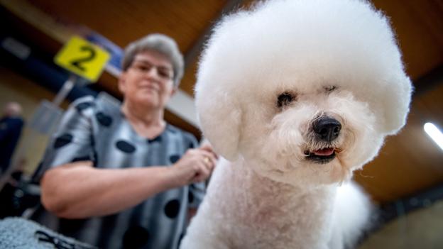 Lene Nielsens Bichon Frisé hedder Bamse. Og det forstår man jo godt. Foto: Torben Hansen
