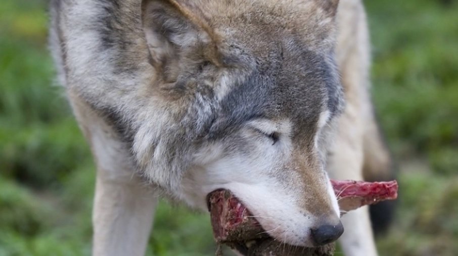 Miljøstyrelsen gør status: Nordjysk ulv har ikke angrebet et eneste husdyr