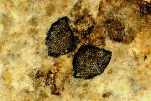 Fossiler fundet i Nordjylland sår tvivl om synets udviklingshistorie