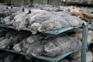 Fødevarestyrelsen: Når solen går ned er der ikke flere smittede mink i Nordjylland