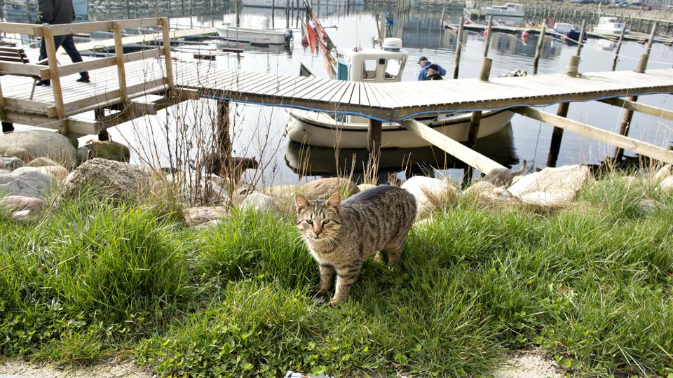Tirsdag og onsdag kan det blive helt op til 17 eller 18 grader, hvilket er flere grader varmere end nogen anden dag i år. (Arkivfoto: Henrik Louis)
