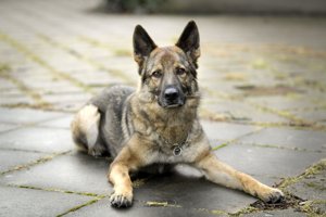 Lykkelig udgang på forældres værste mareridt: Politihund fulgte 2,5 kilometer langt spor